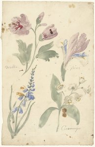 Estudios de flores, incluyendo un iris de Elias van Nijmegen