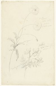 Estudios de amapola y jazmín de Elias van Nijmegen