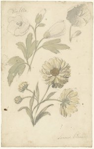 Estudios sobre el girasol y la dialtia de Elias van Nijmegen