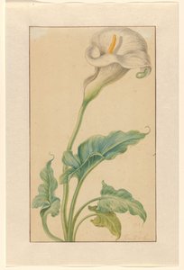 Armas blancas de Elias van den Broeck (signed by artist)