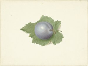Ciruela en una hoja de Elisabeth Geertruida van de Kasteele