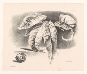 Bladeren en walnoot
Principios de las flores y los frutos para el uso de los comensales (título de la serie) de Elise Therèse Daiwaille
