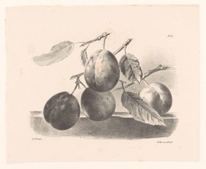 Pruimen aan takken
Principios de las flores y los frutos para el uso de los comensales (título de la serie) de Elise Therèse Daiwaille