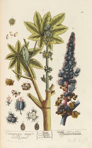 Herbarium Blackwellianum emendatum et auctum de Elizabeth Blachrie Blackwell