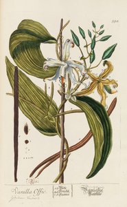 Herbarium Blackwellianum emendatum et auctum, 1754-1773 de Elizabeth Blachrie Blackwell
