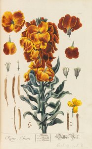 Herbarium Blackwellianum emendatum et auctum, 1754-1773 de Elizabeth Blachrie Blackwell