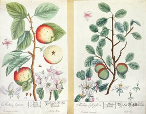 Manzanas, Malus Sativa y Malus Sylvestris, de 