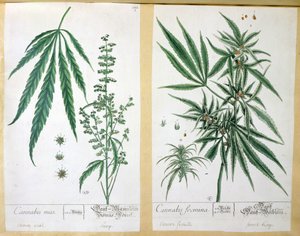 Cannabis mas y Cannabis foemina, de 