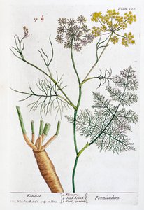 Hinojo, 1782
