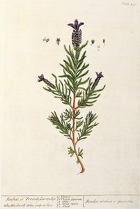 Lavanda francesa, lámina 241 de 