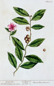 Té verde