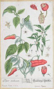 Pimienta de Guinea (Piper Indicum) lámina 129 de la edición alemana de 