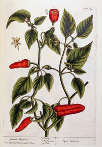 Pimienta de Guinea, lámina 129 de 