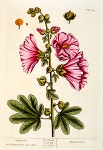 Malvarrosas, lámina 54 de 