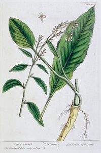 Rábano picante