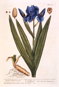 Iris, lámina 69 de 