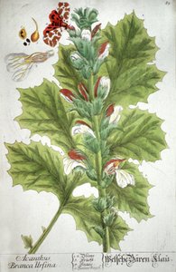 El acanto, 1737