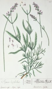 Espiga de lavanda, lámina de 