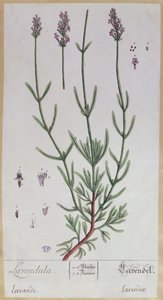 Lavanda, lámina de 