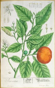 Rama de naranja con fruta, de 