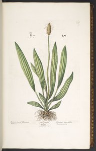 Placa 14, Plátano de hoja estrecha, de 