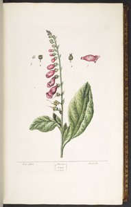 Placa 16, Fox Glove, de 