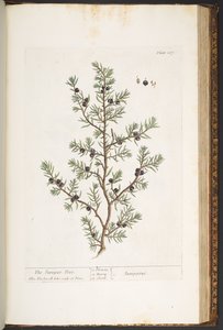 Lámina 187, el enebro, de 
