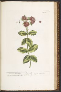 Placa 191, Orpine o Live-Long, de 