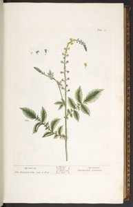 Placa 21, Agrimony, de 