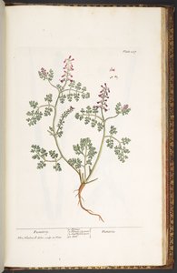 Placa 237, Fumitory, de 