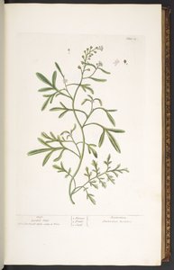 Placa 23, Garden Cress, de 
