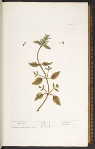 Placa 24, Self Heal, de 