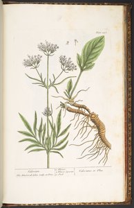Placa 250, Valeriana, de 
