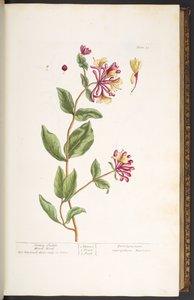 Placa 25, ciega de madera de madreselva, de 