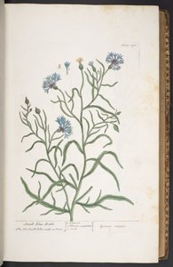 Plate 270, Small Blue-Bottle, de 