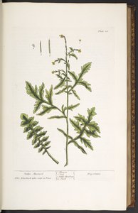 Placa 28, Hedge Mustard, de 