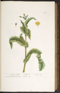 Placa 30, Prickly Son Thistle, de 