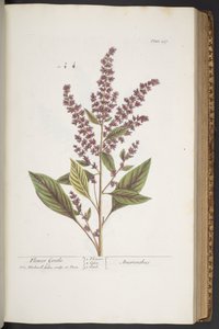 Lámina 317, Flor Suave o Amaranthus, de 