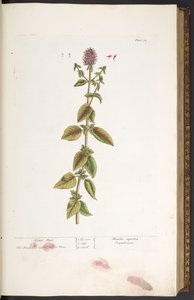 Lámina 32, Water Mint, de 
