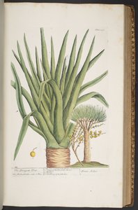 Lámina 358, de 