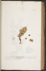 Lámina 371, de 