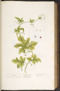 Placa 37, Bryony, de 