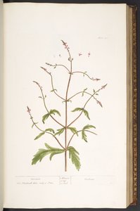 Placa 41, Vervain, de 
