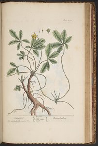 Placa 454, Cinquefoil, de 