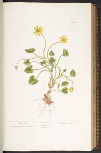 Placa 51, Pile-Wort, de 