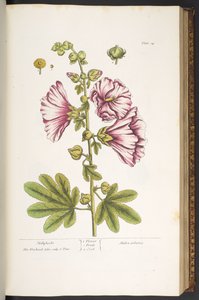Placa 54, Hollyhocks, de 