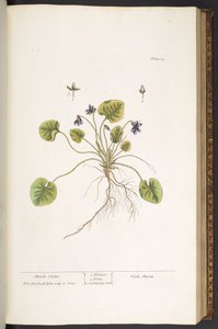 Placa 55, violeta de marzo, de 
