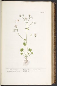 Placa 56, saxifraga blanca, de 