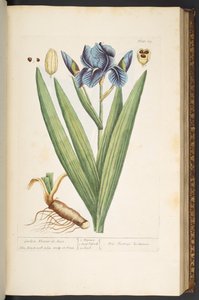 Placa 69, Garden Flower-de-Luce, de 