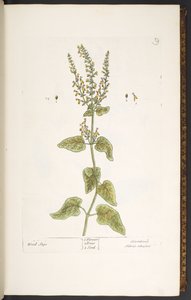Placa 9, salvia de madera, de 